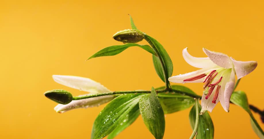 Rain is pouring on the tropical flowers