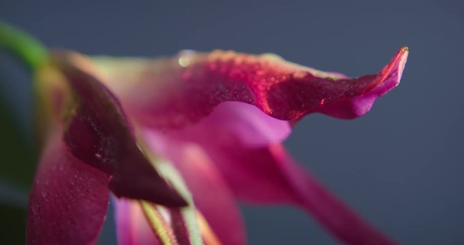 Rain is pouring on the tropical plants in spring