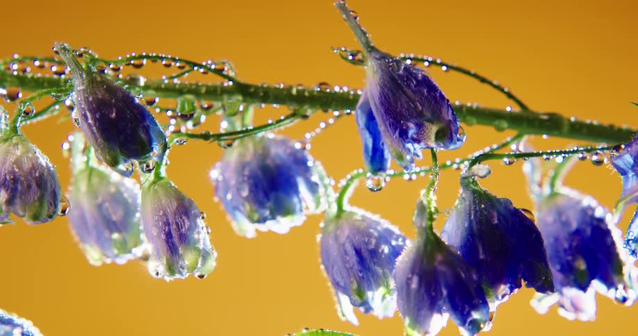 The sun is shining brightly upon purple flowers covered with water droplets