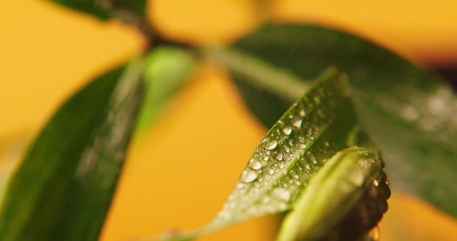 Water droplets fall onto the green leaves of a plant