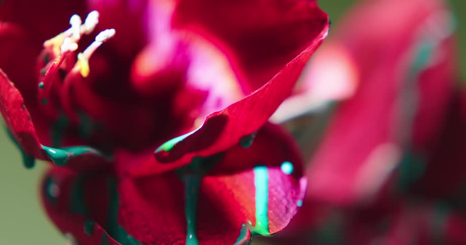Close up of colorful bright green liquid ink dripping from the petals of a red flower