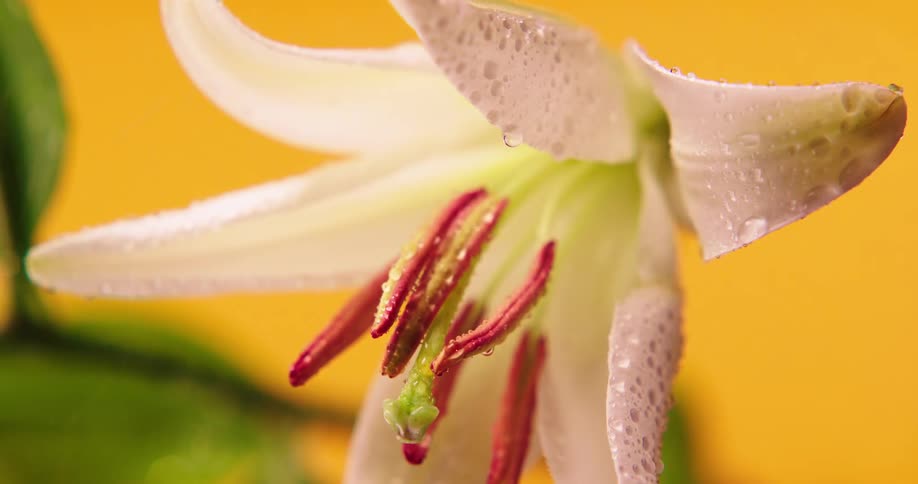 Pink bloom of lily showered on a fine water drizzle over a bright yellow background