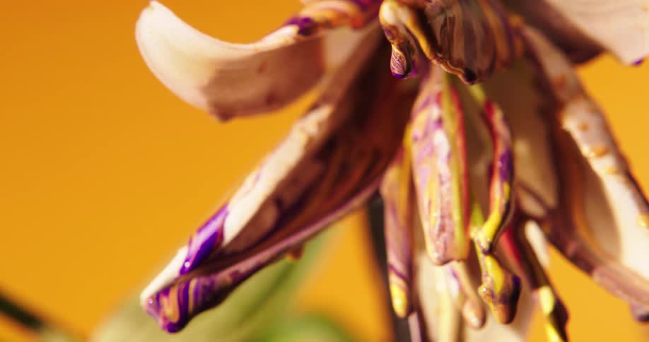 The paint drips down from the flower