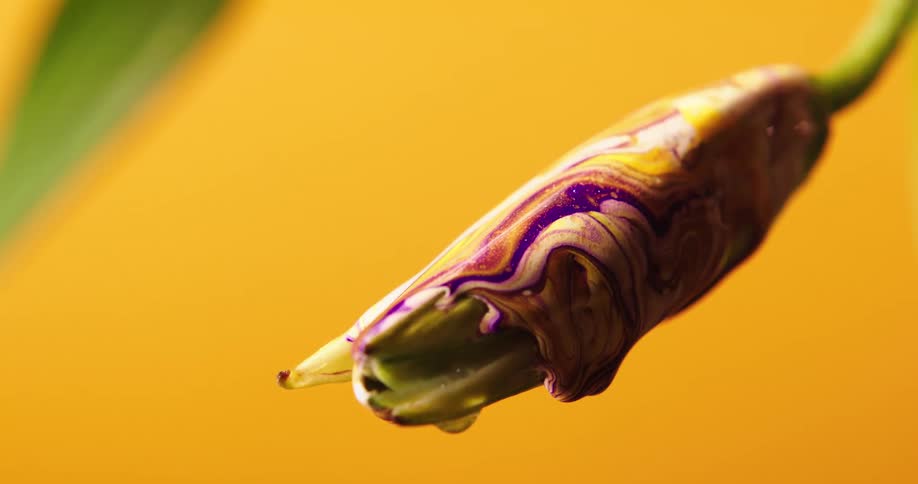 Swirled paint covers a closed lily flower and drops slowly fall off