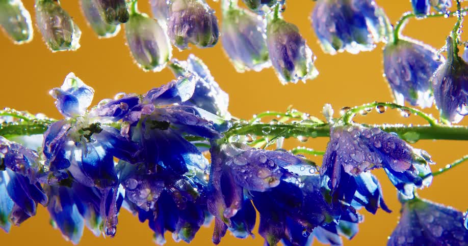 Water droplets are forming on flowers