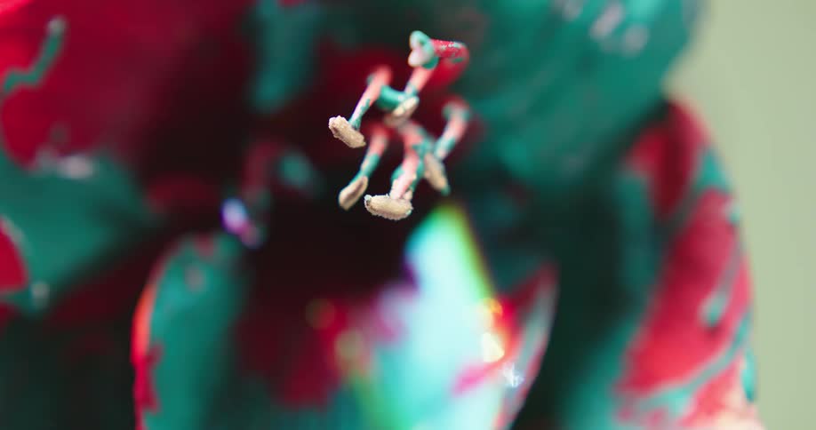Blue paint coats and drips along red flower