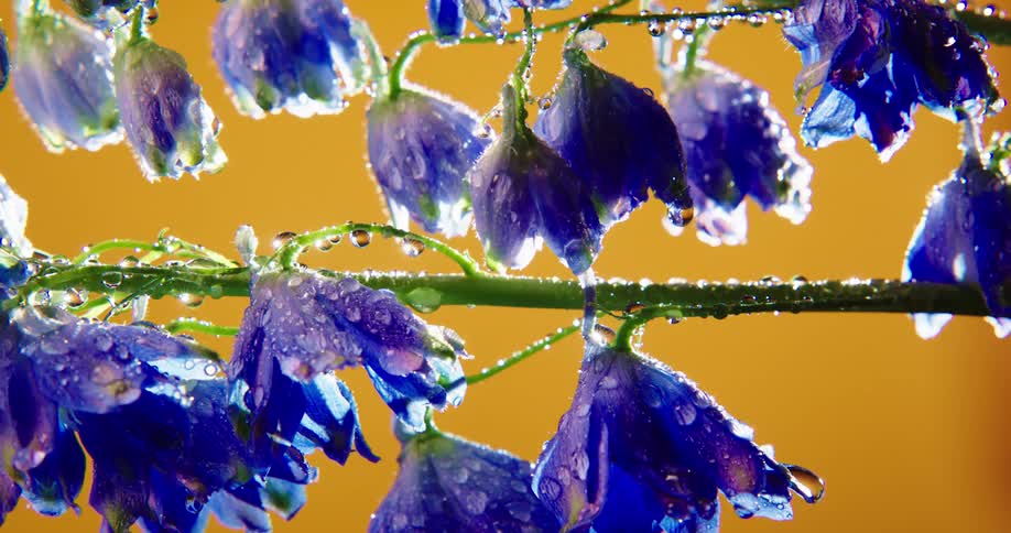 The sun is shining brightly upon purple flowers covered with water droplets