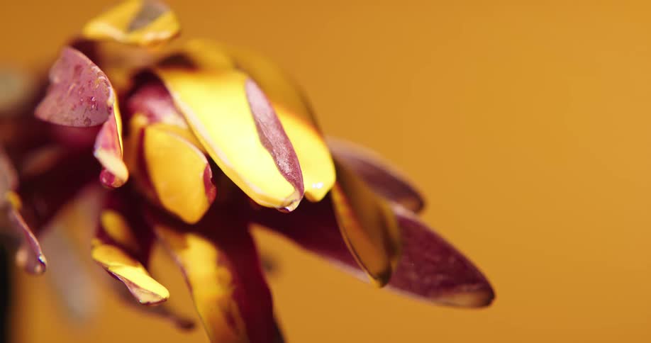 Yellow paint drips from maroon flower dotted with water
