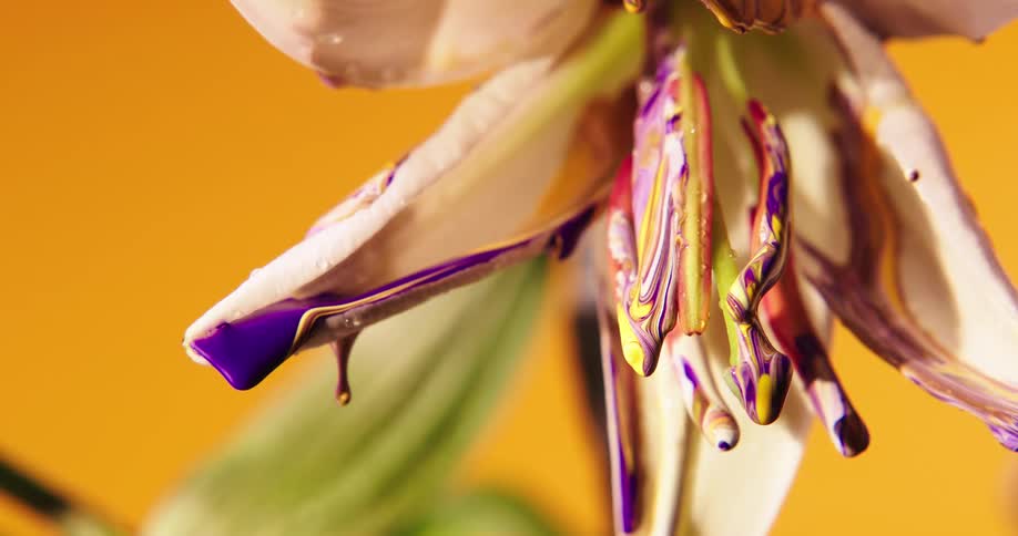 The purple paint drips from the flower
