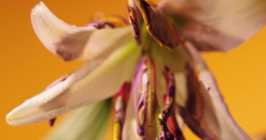 The paint is dripping from the flower