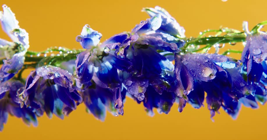 Water droplets are falling off of the tropical plants