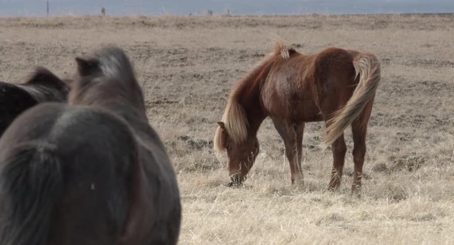 Several horses roam an open area