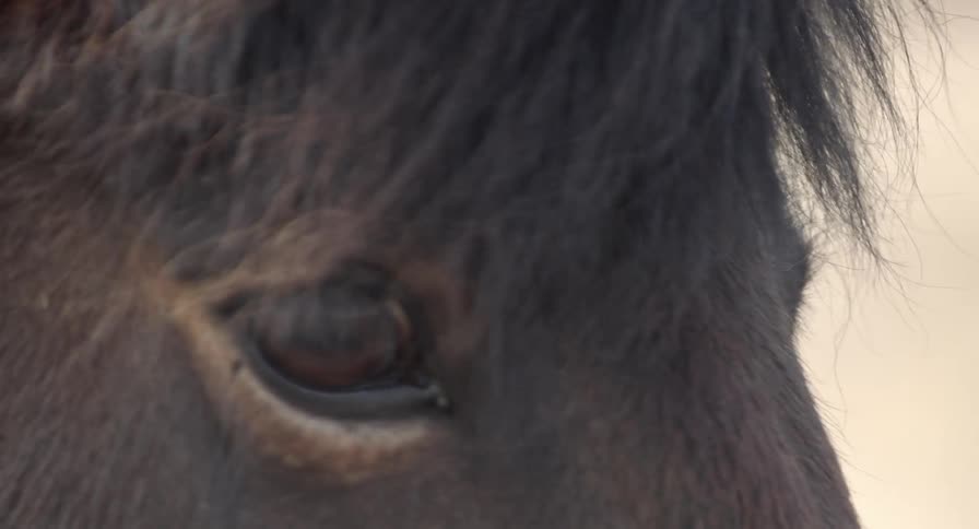 A horse looks around