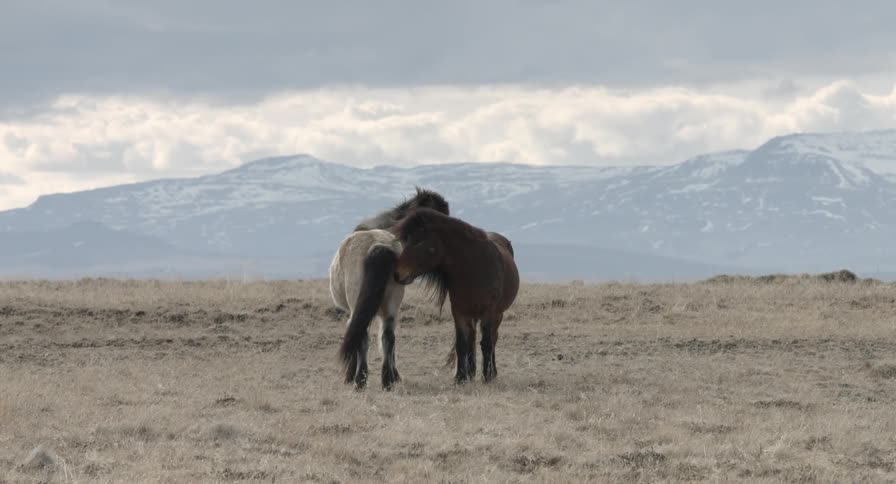 Two icelandic horses grooming each other in an open field