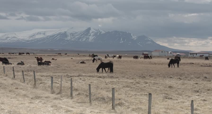 Icelandic horses grazing in a pasture