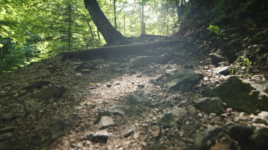 Rocky path in the forest on a sunny day