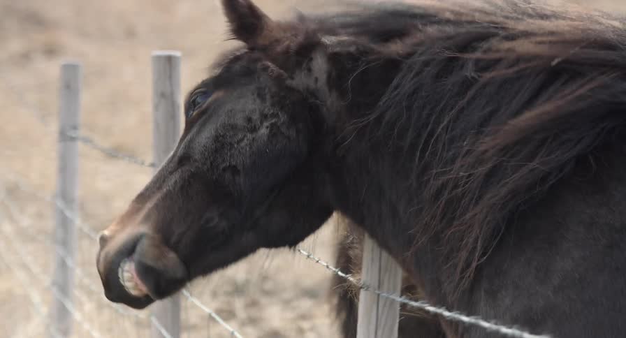 A horse scratches its head on a post