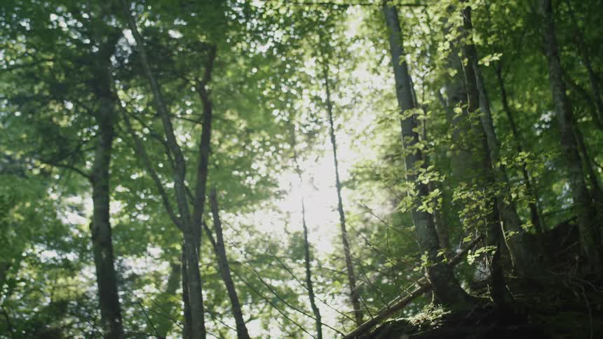 Sunlight fiilers through the folliage on the trees in the forest
