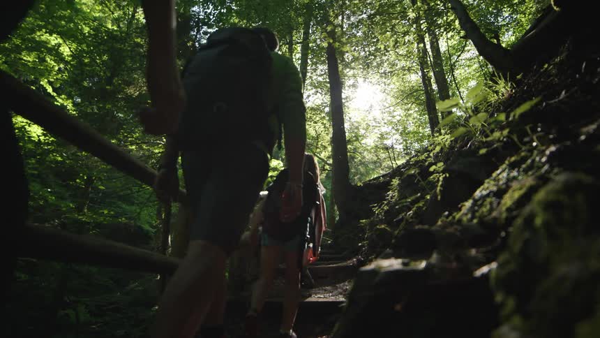 People are hiking in the forest