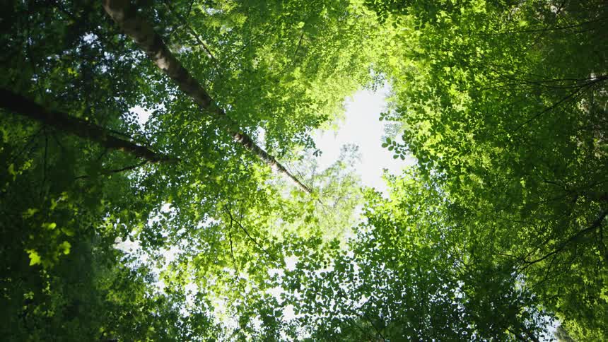 View looking straight up in a forest at the sky between the trees