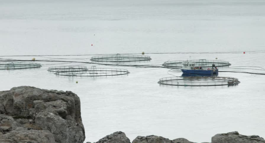 Boats sit in the water next to fenced fish farms in Iceland
