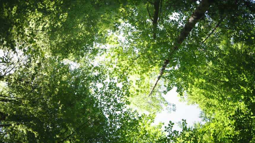 Twisting rotating footage of sunlight hitting the top of the trees on a forest