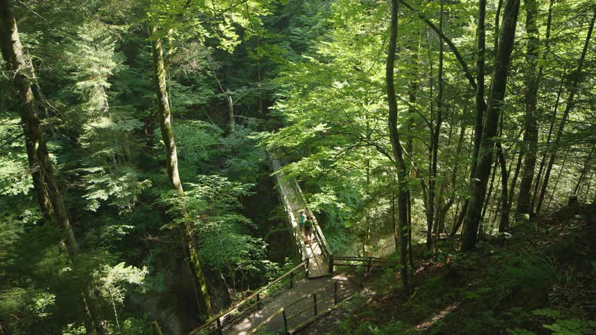 Family of four on a hike walking on an elevated walkway in the forest