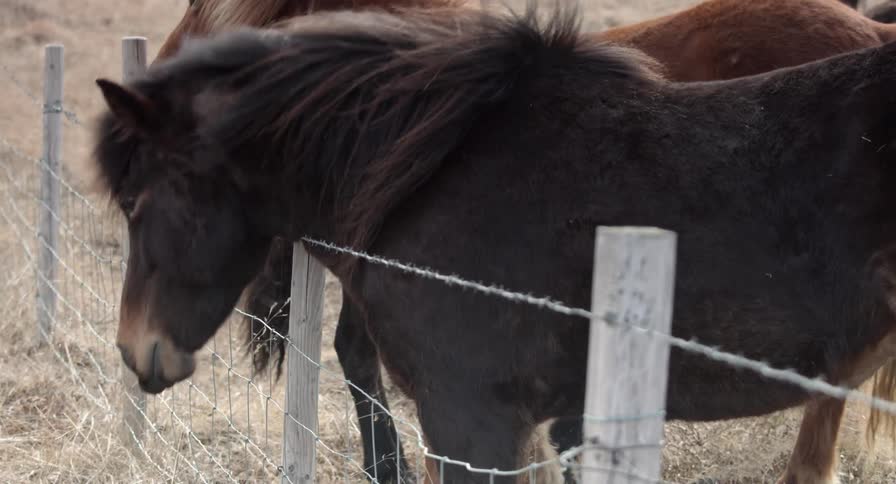 Horses stand at a fence