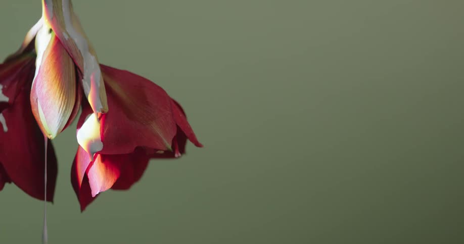 White paint is dripping from a red and white flower with a green wall behind it