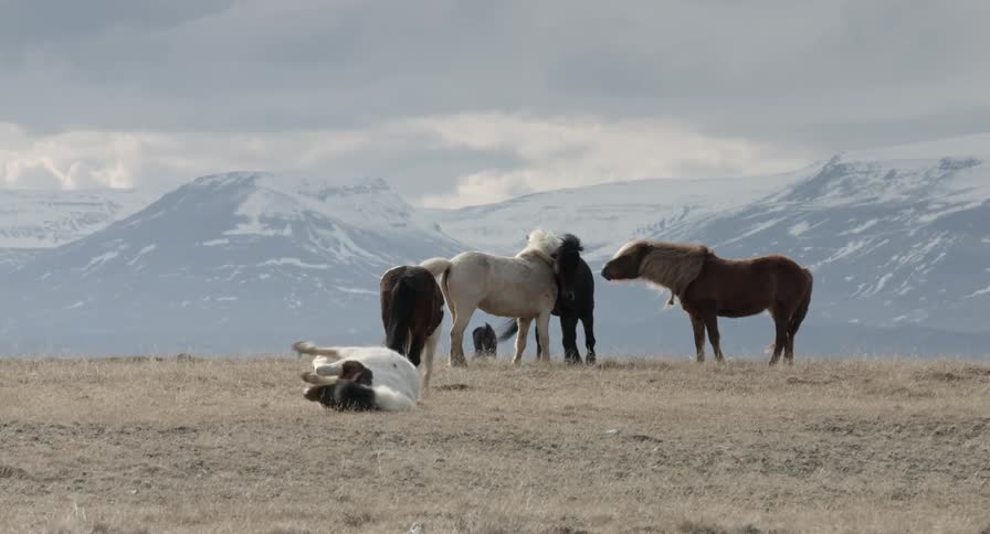 Several icelandic horses mingle while one rolls on its back before standing