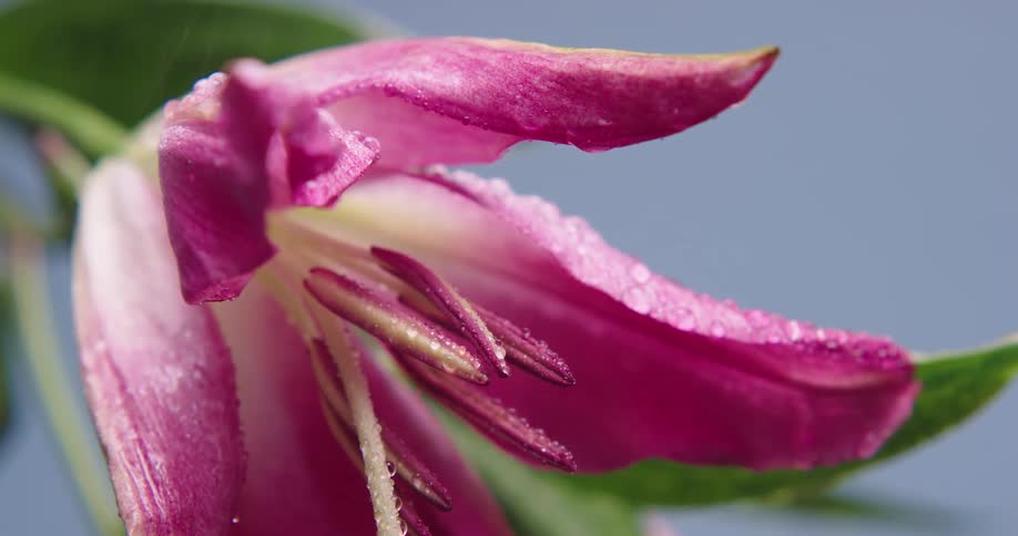 Light rain falls on a pink flower and droplets sit on the petals and roll off