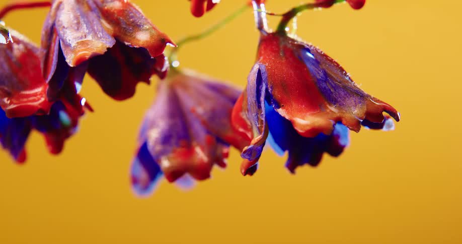 Close up of colorful bright blue liquid ink dripping from the petals of flowers hanging in front of a yellow background