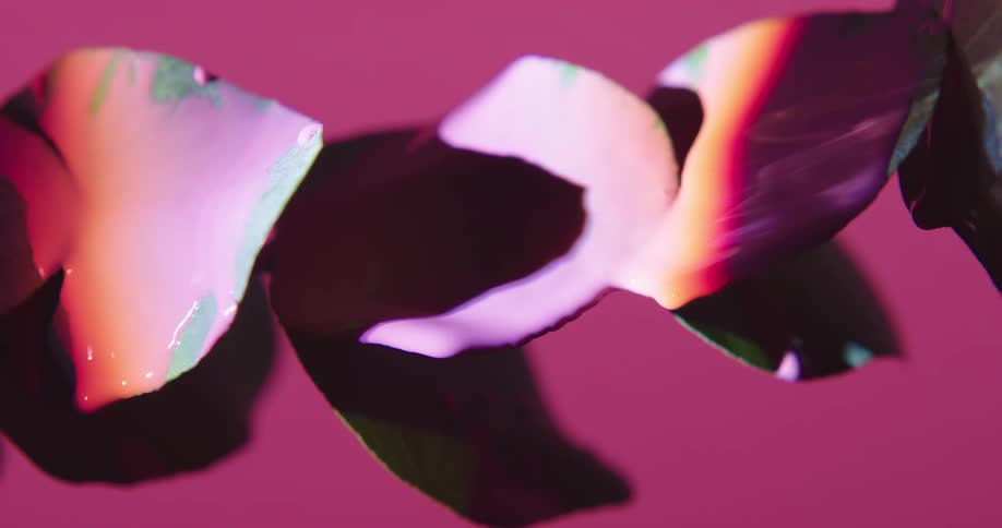 The pink paint drips from the plant