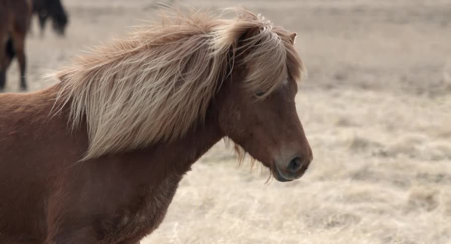 An icelandic horse looks around on a windy day