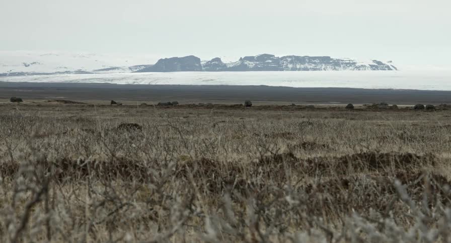 Desolate land covered in dry weeds