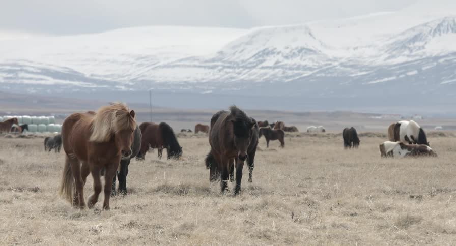 Icelandic horses walk around and graze on yellow grass