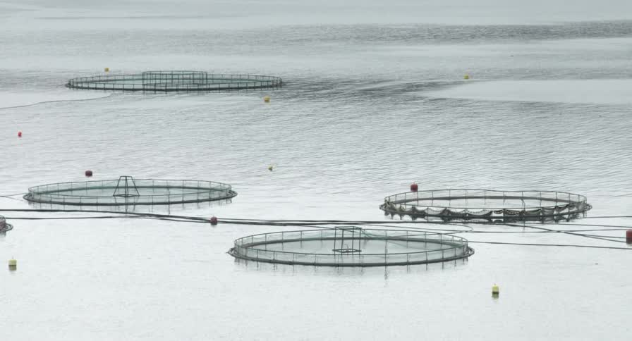 A body of water filled with circular fish farms