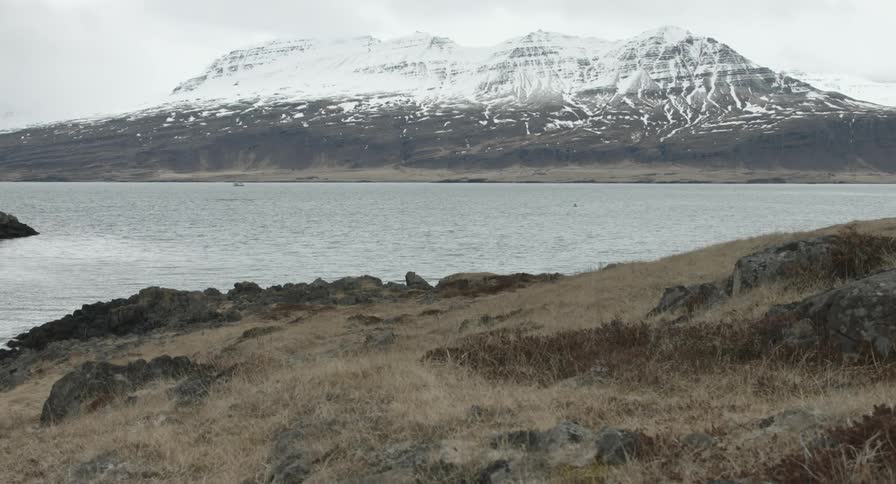 Bird flying over a large lake with the snowy mountain in the background