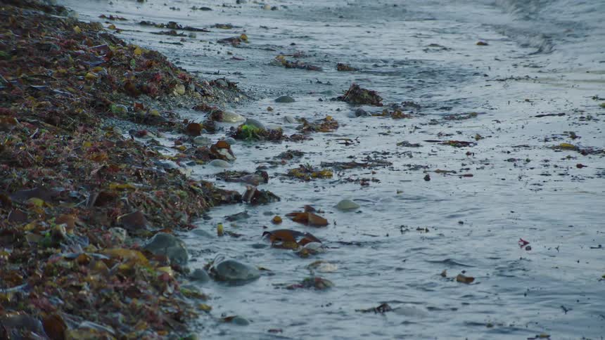 Ocean waves wash in and out over seaweed and rocks