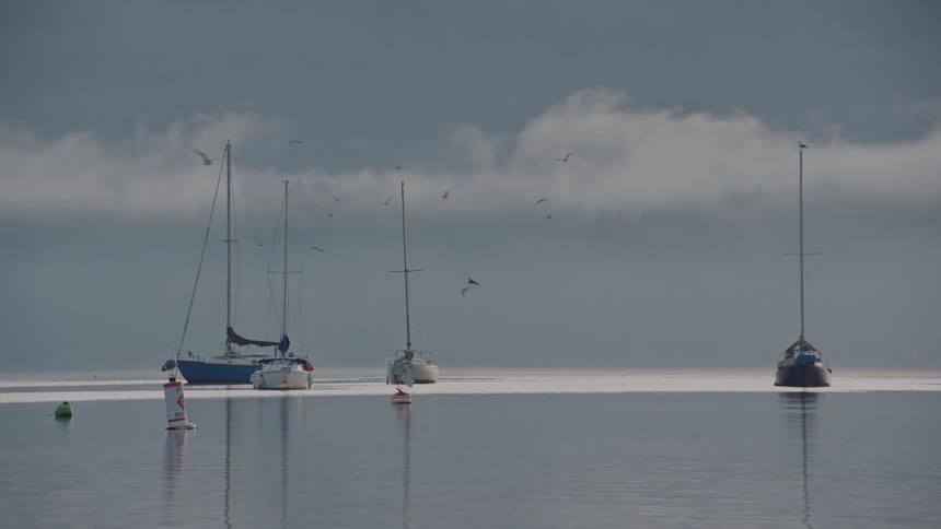 A flock of seagulls fly over boats docked in the sea