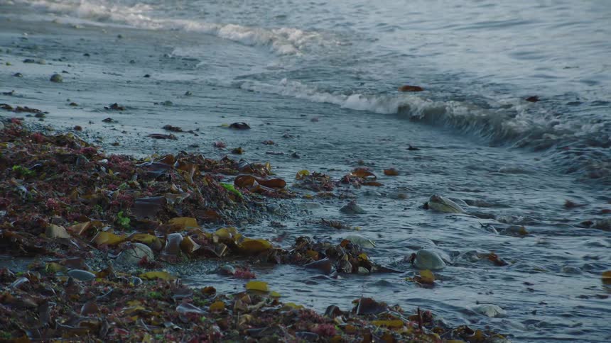 Ocean waves lap against the seaweed on a beach