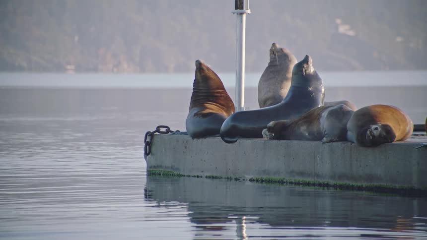 Sea Lions sit on a dock in the sun at dawn