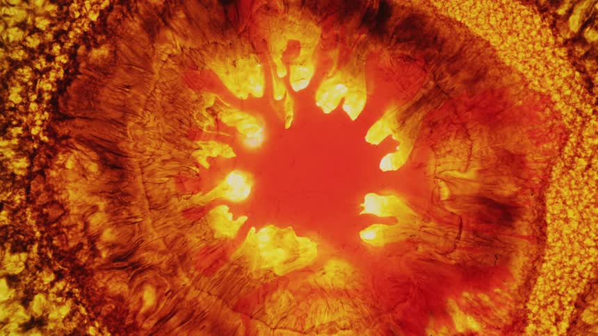 A fractal pattern mimics flames and an explosion