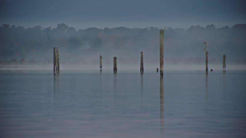 Birds sit on old dock piles over foggy dawn water