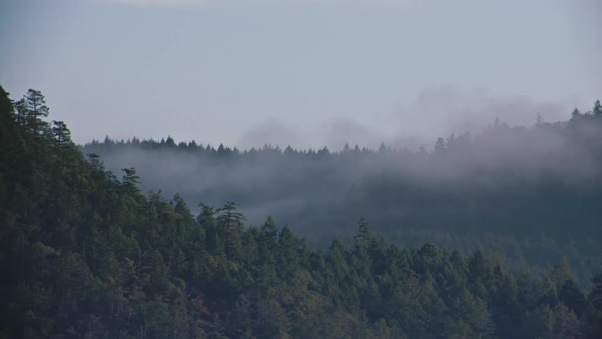 Dense fog moves across a forested mountain ridge