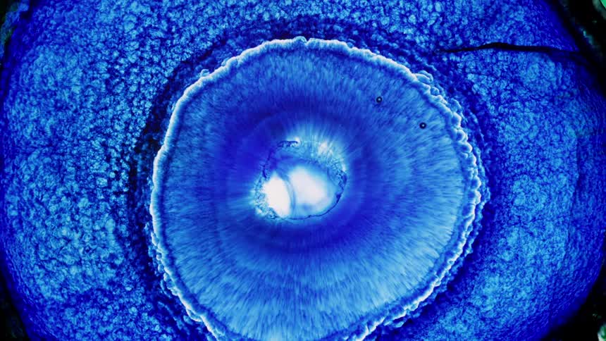 fast chemical reaction of blue dye in a petri dish