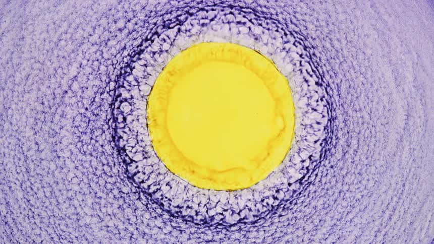 A round burst of bright yellow expanding out in a circular wave