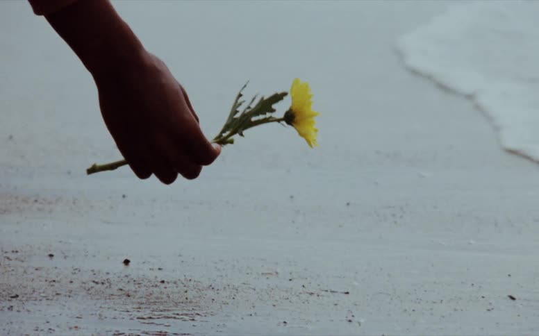 A person lifts a flower on the beach