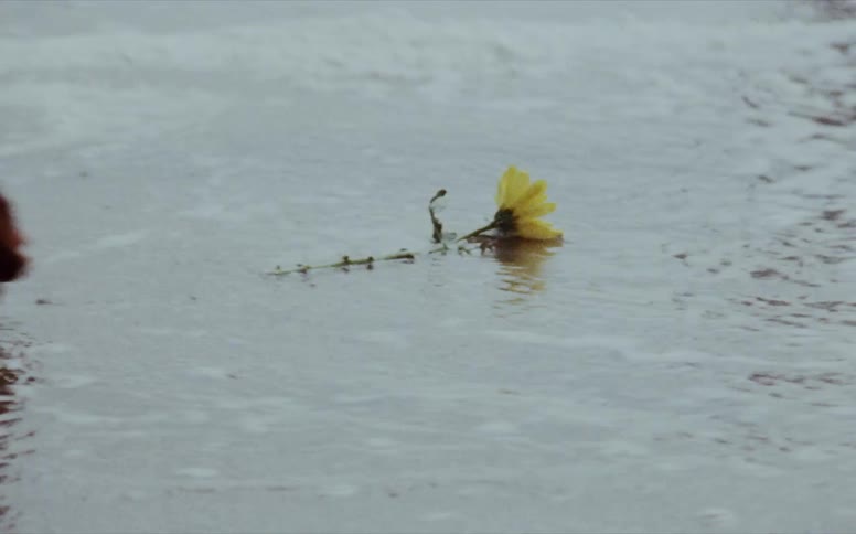 A woman places a yellow flower in the sand of a beach just as a wave lands and then the water recedes during the daytime