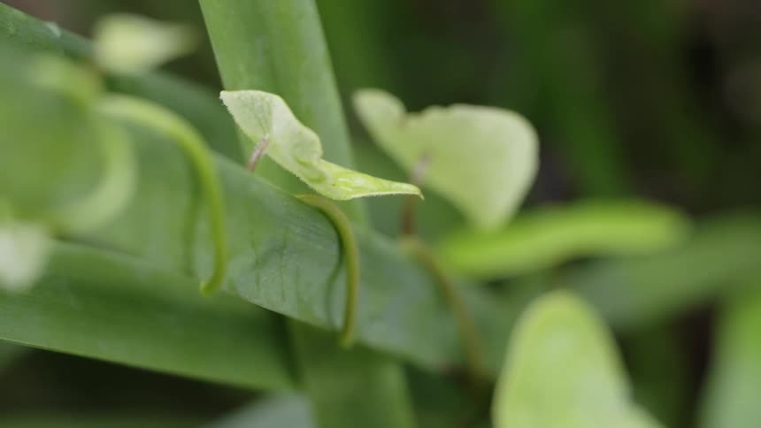 Close up view of a vine growing around a plant